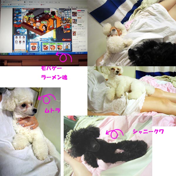 http://www.shanimuto.tv/blogs/0626%E3%81%AE%E3%82%B3%E3%83%94%E3%83%BC.jpg